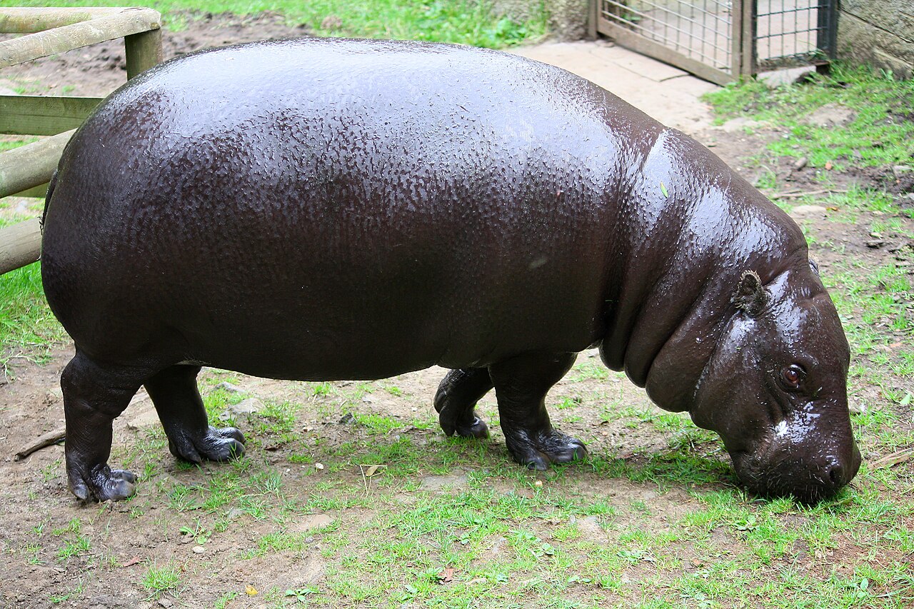 Pygmy Hippopotamus reference