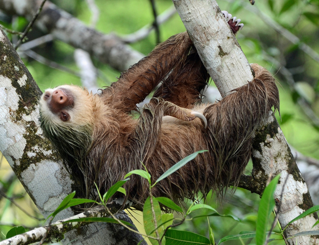 Hoffmann's Two-toed Sloth reference