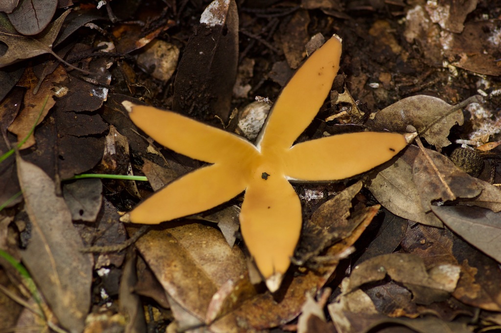 Texas Star reference
