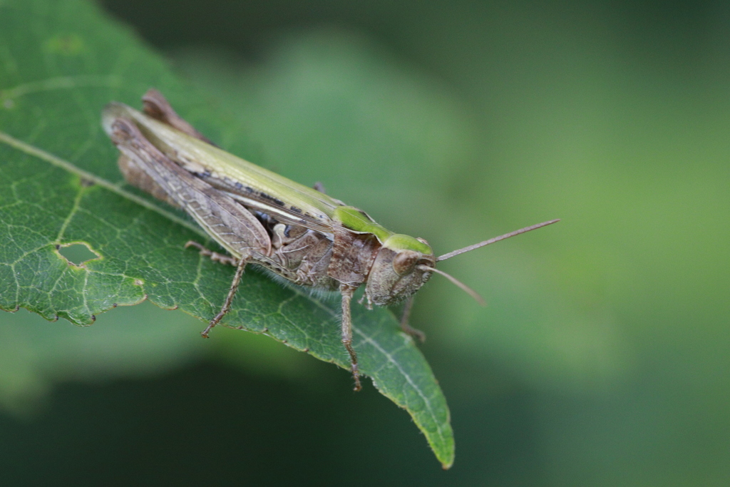 Common Field Grasshopper reference