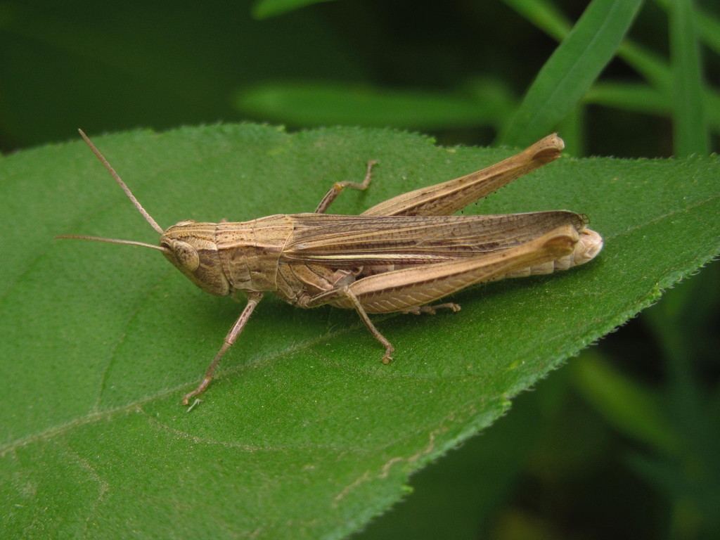 Steppe Grasshopper reference
