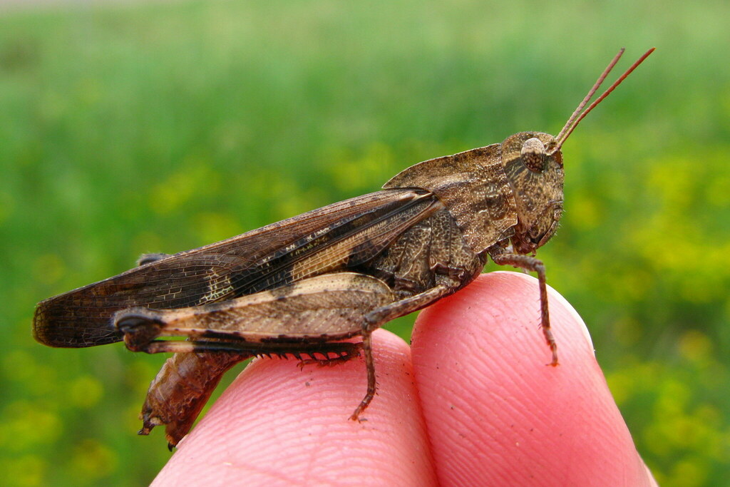 Green-striped Grasshopper reference