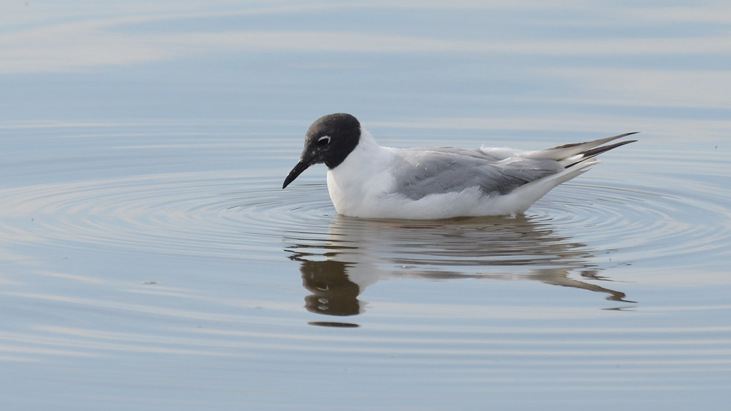 Bonaparte's Gull reference