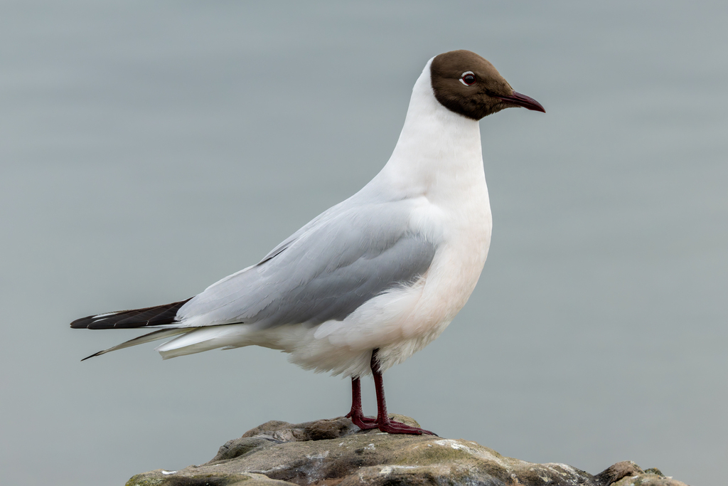 Black-headed Gull reference