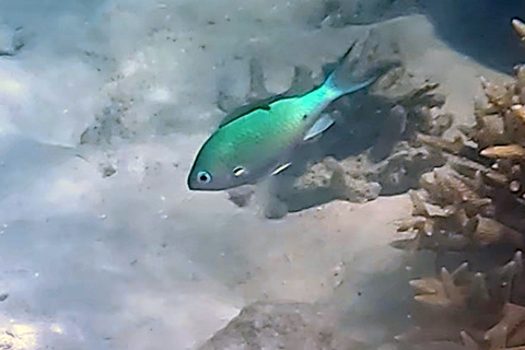 Black-axil Chromis reference