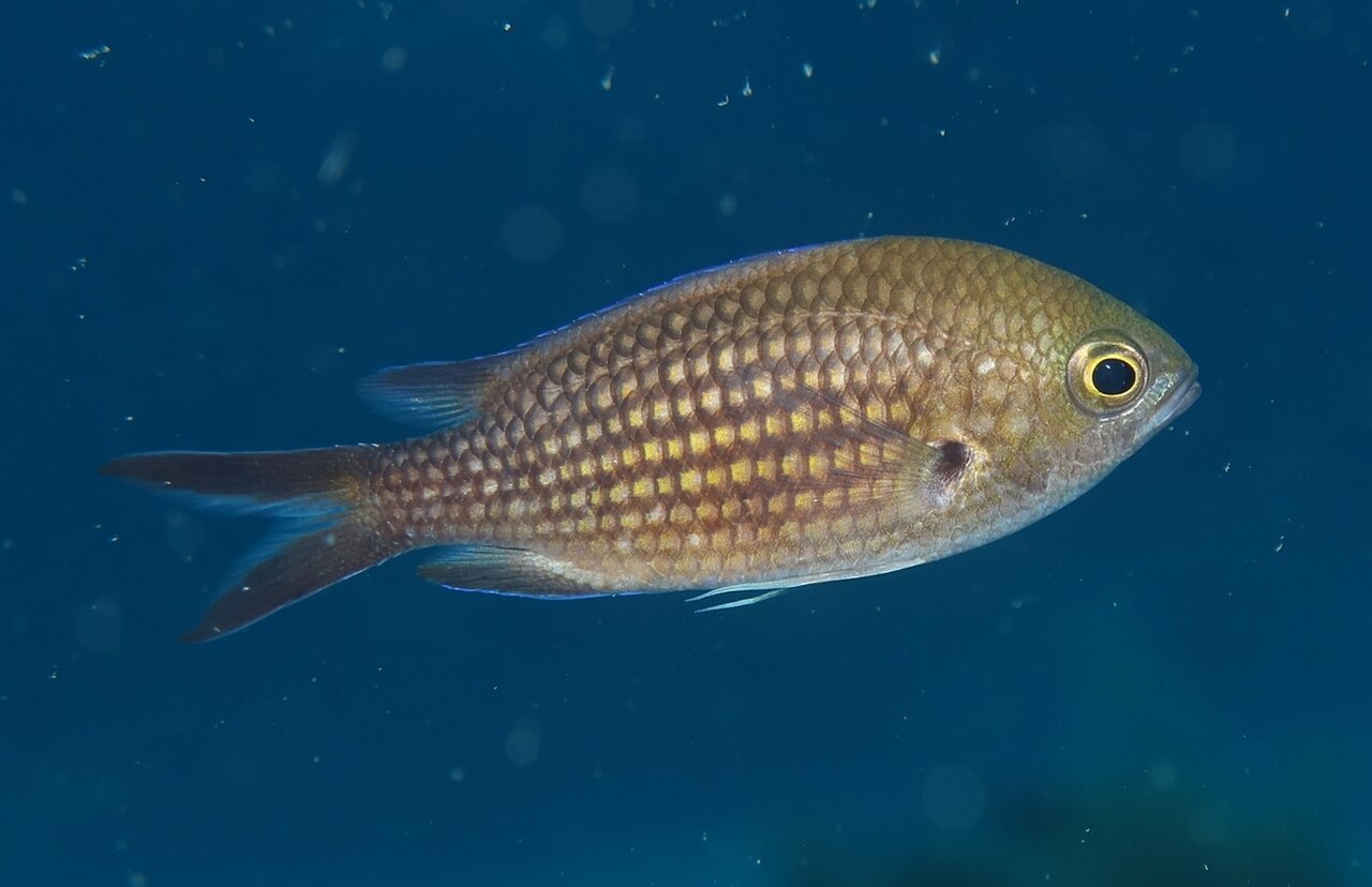 Mediterranean Damselfish reference