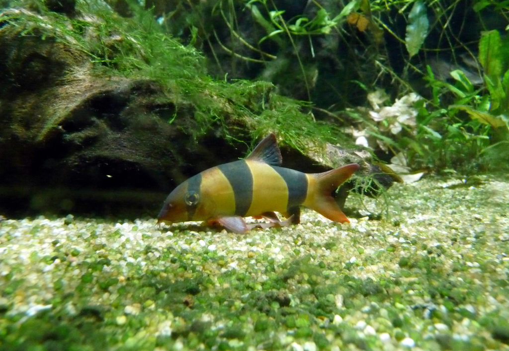 Clown Loach reference