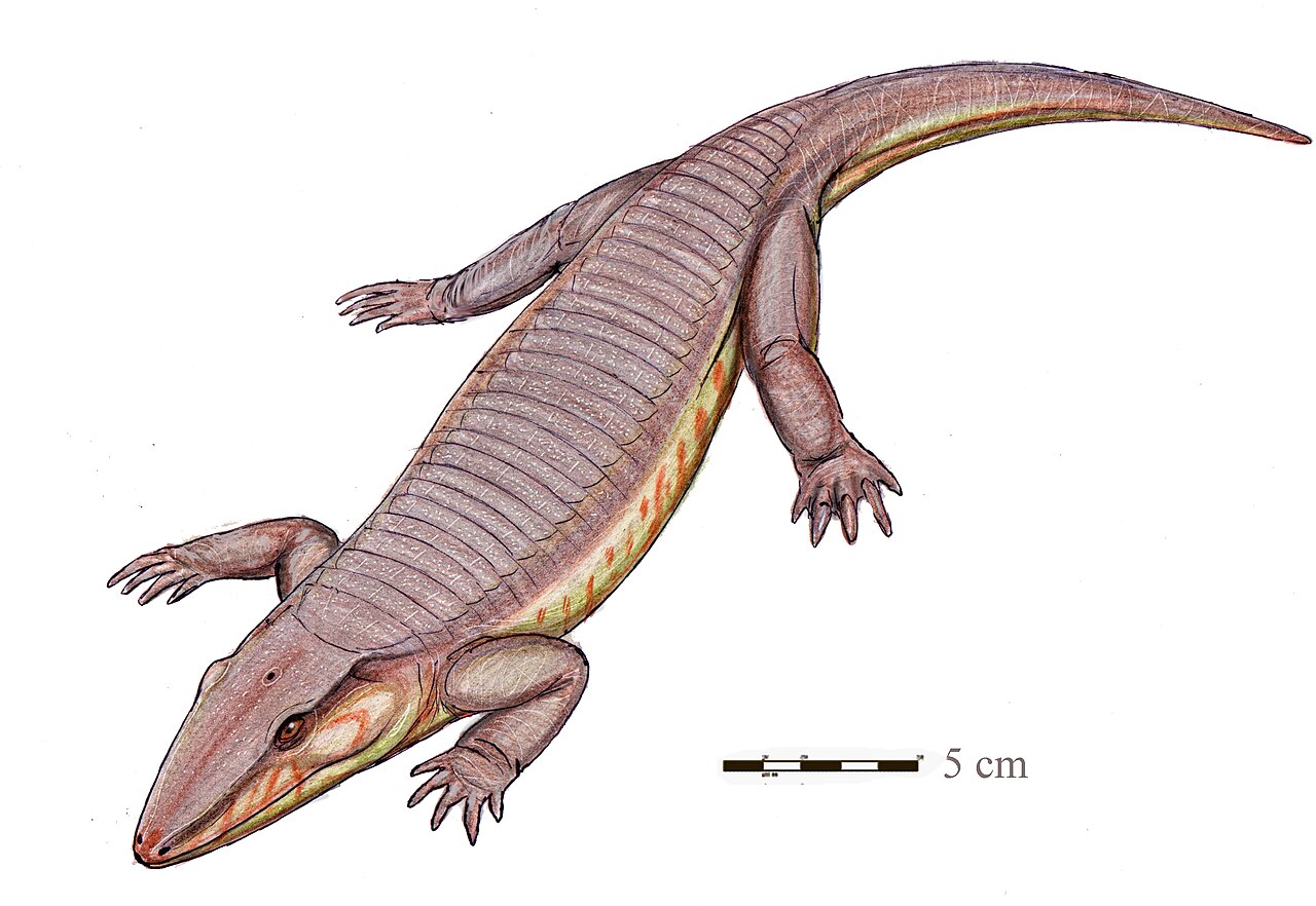 Chroniosaurus dongusensis reference