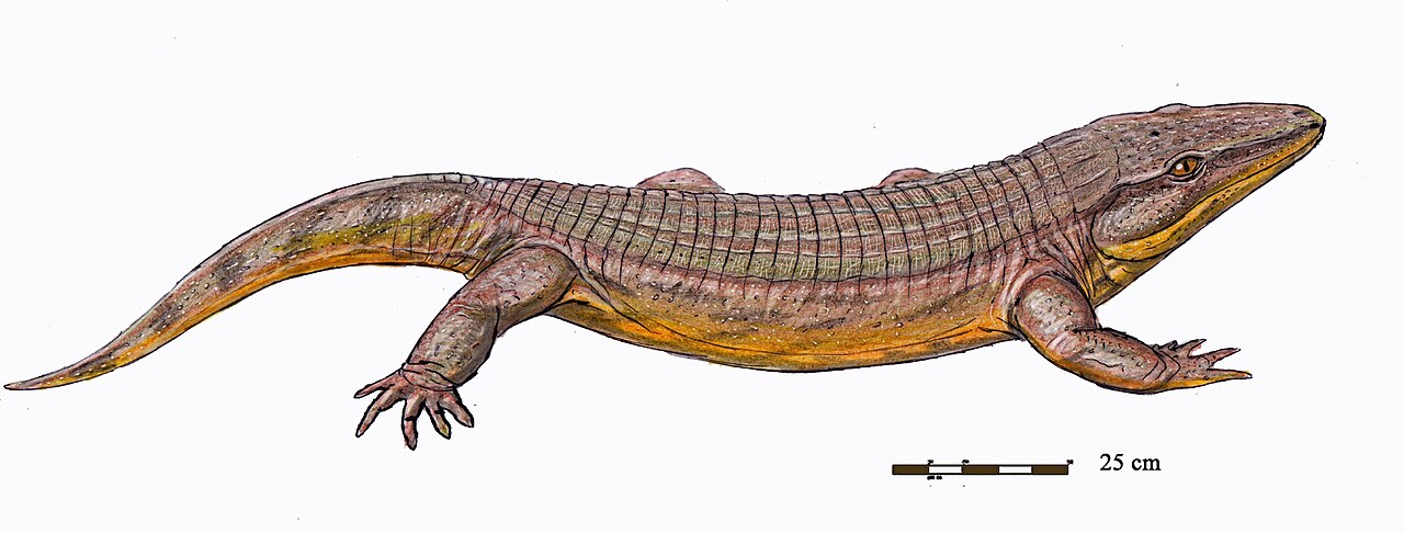 Chroniosuchus paradoxus reference