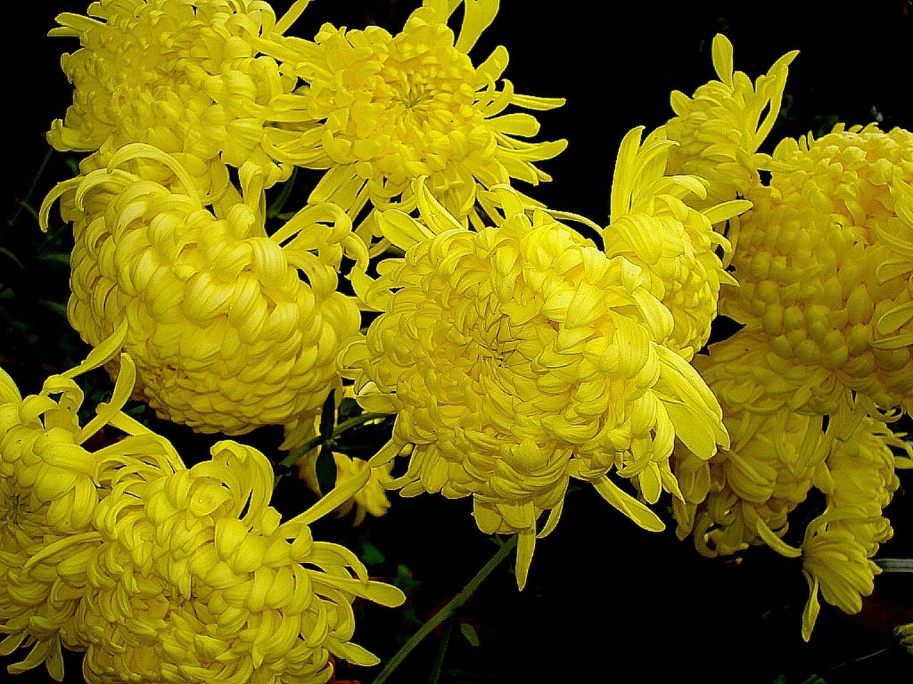 Chrysanthemum morifolium reference