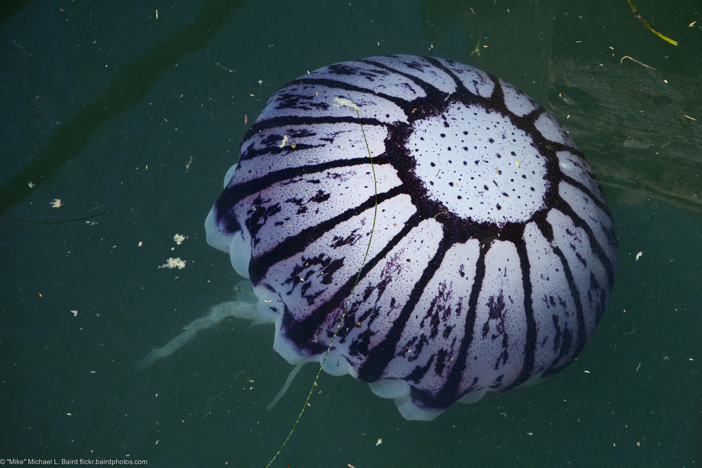 Purple-striped Sea Nettle reference