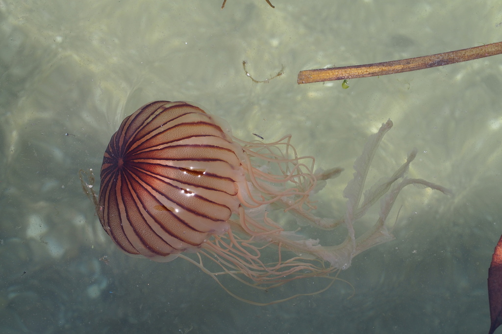 Japanese Sea Nettle reference