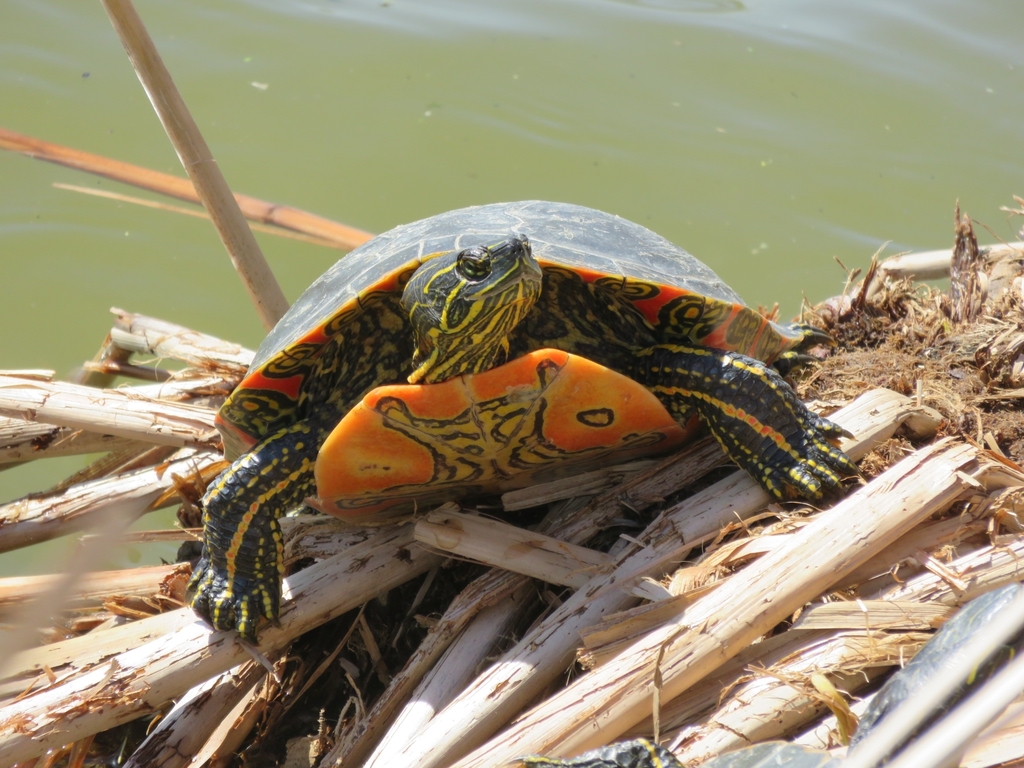 Western Painted Turtle reference