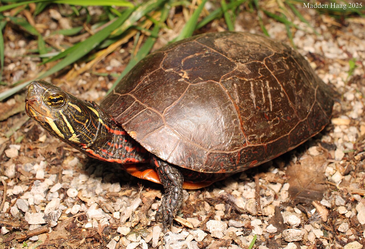 Painted Turtle reference