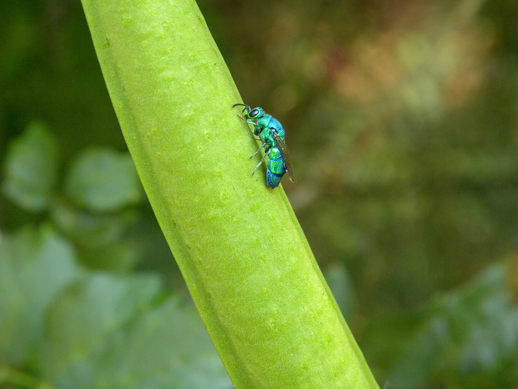 Chrysis smaragdula reference
