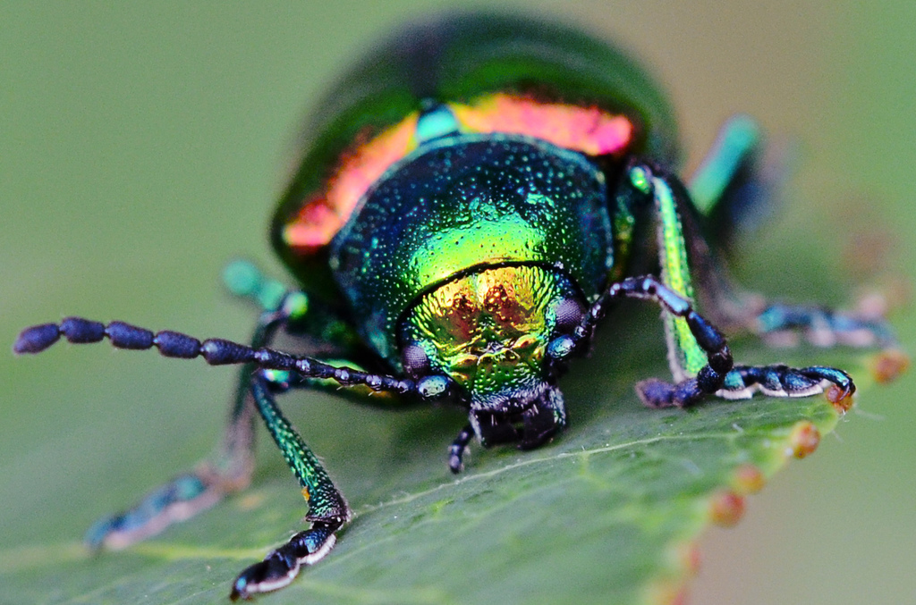 Dogbane Leaf Beetle reference