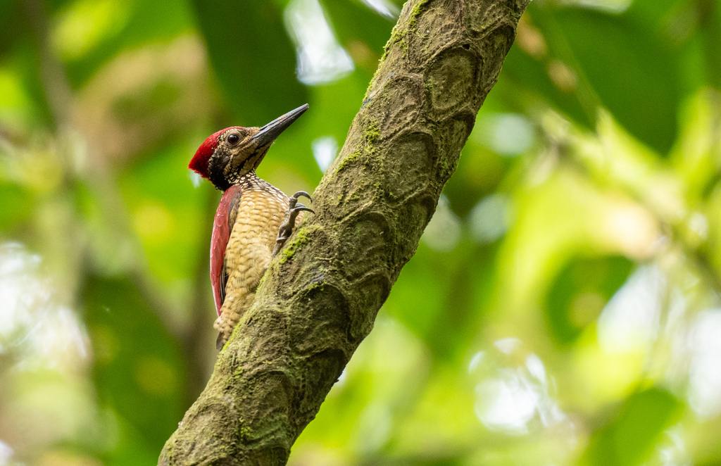 Luzon Flameback reference