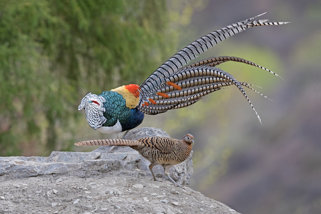 Lady Amherst's Pheasant reference