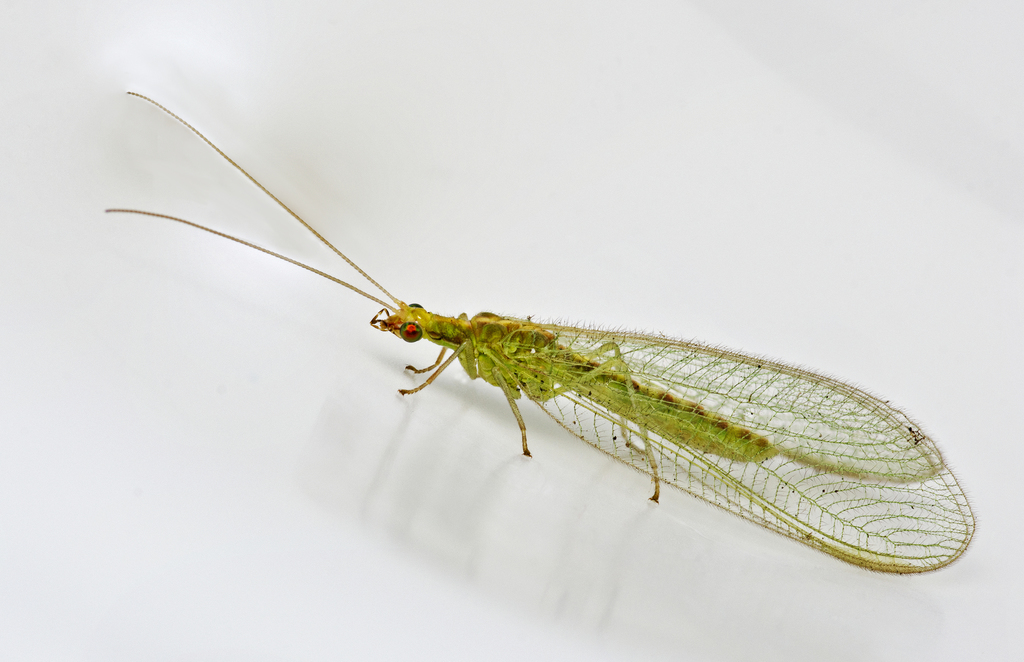 Chrysoperla carnea reference