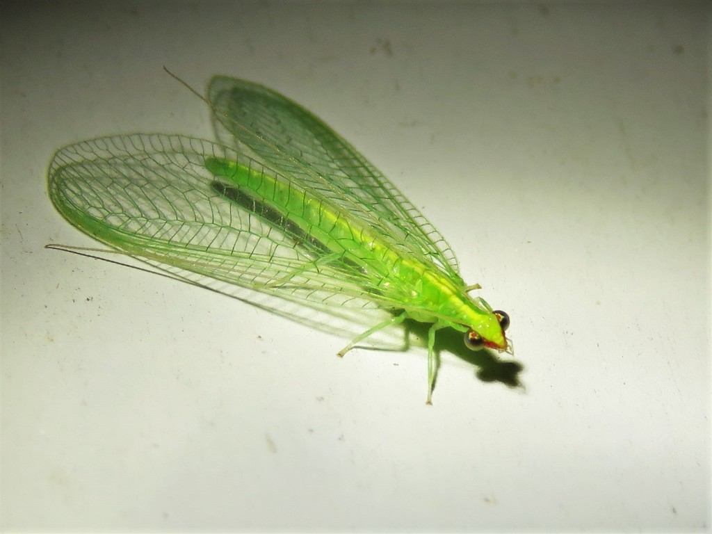 Red-lipped Green Lacewing reference