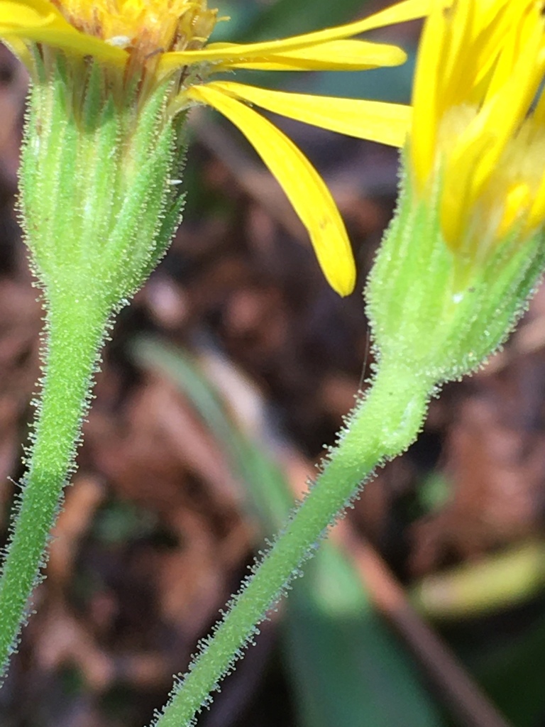 Maryland golden-aster reference