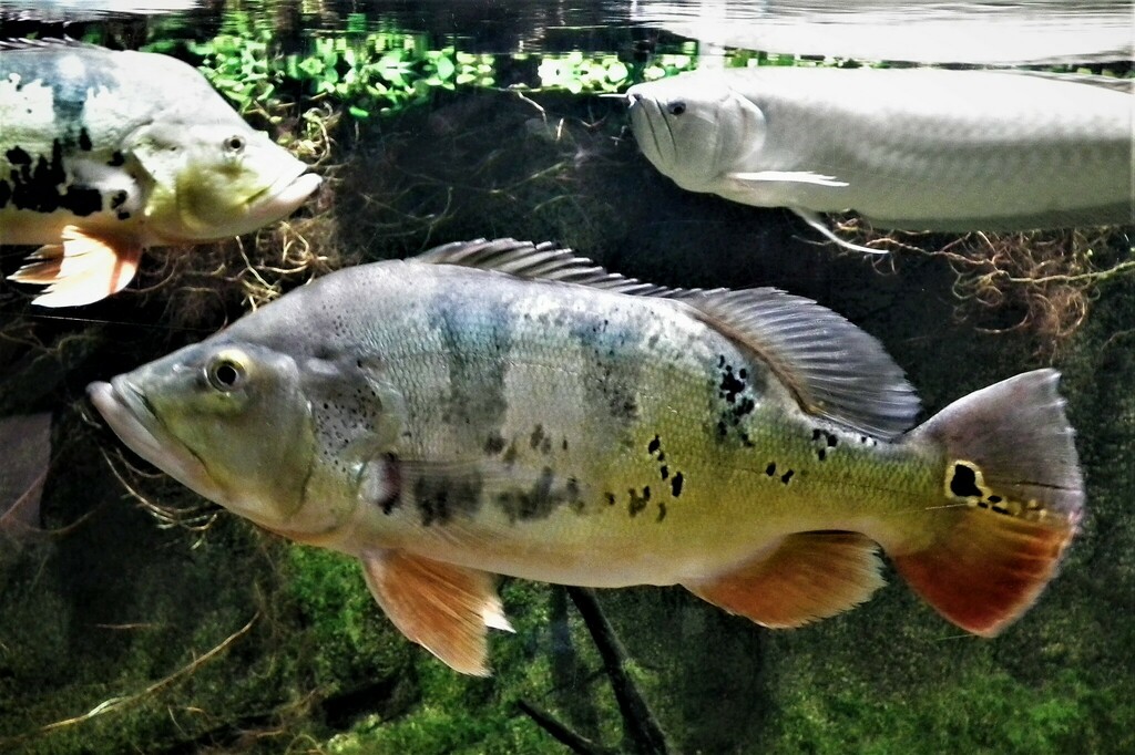 Butterfly Peacock Bass reference
