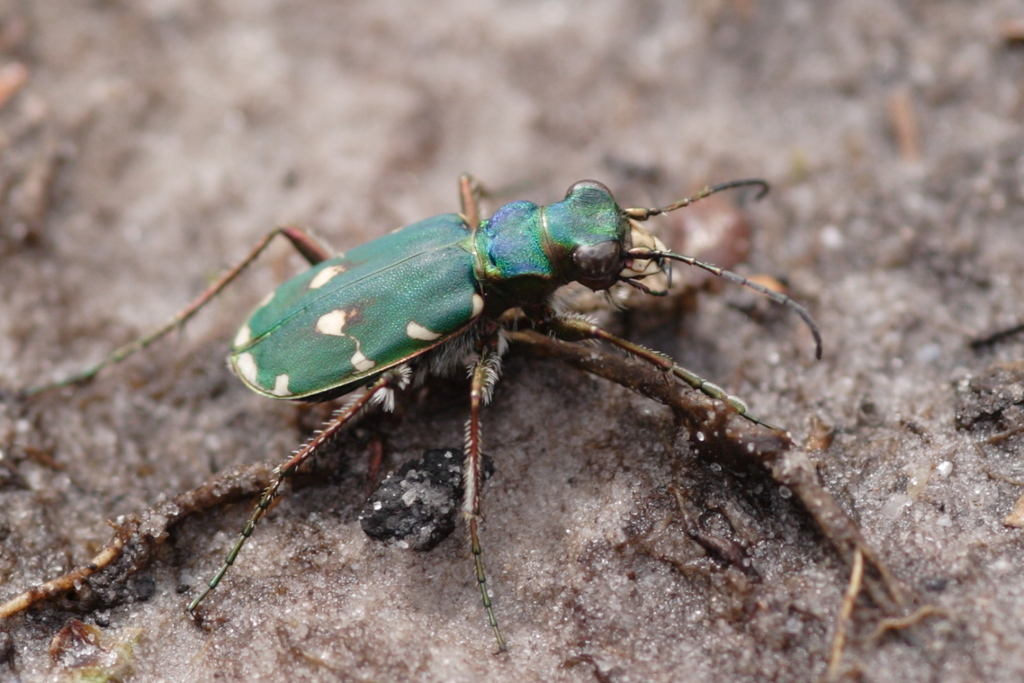 Green Tiger Beetle reference