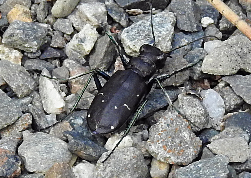 Boreal Long-Lipped Tiger Beetle reference
