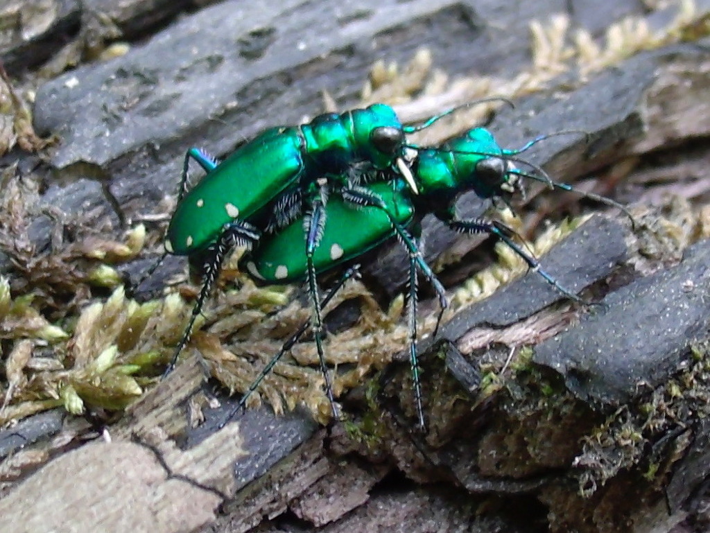 Six-spotted Tiger Beetle reference