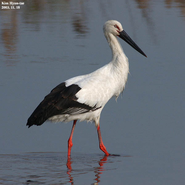 Far Eastern Stork reference