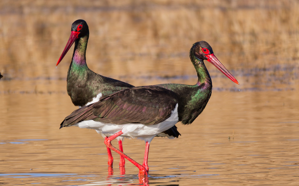 Black Stork reference