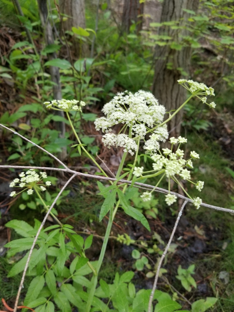 water hemlock reference
