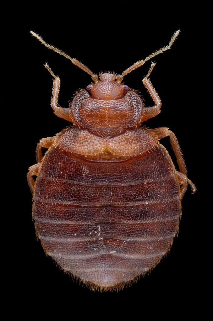 Common Bed Bug reference
