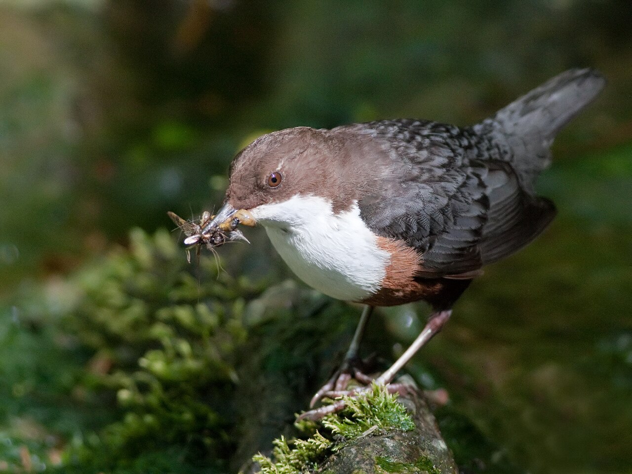 White-throated Dipper reference