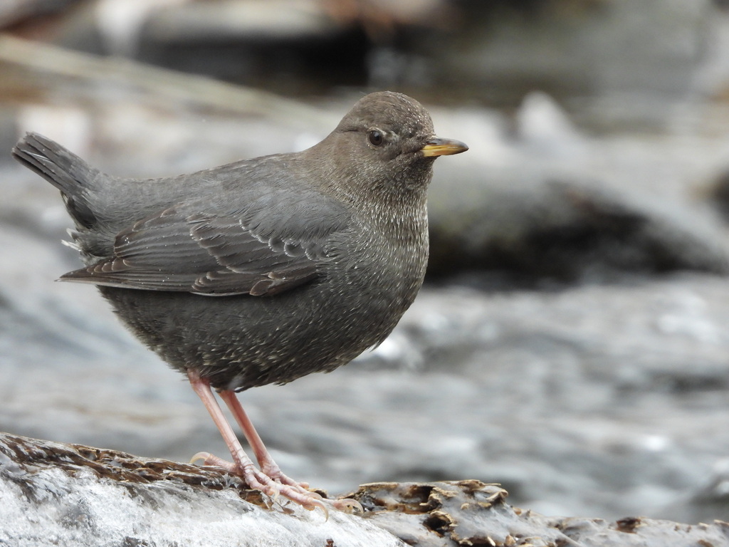 American Dipper reference
