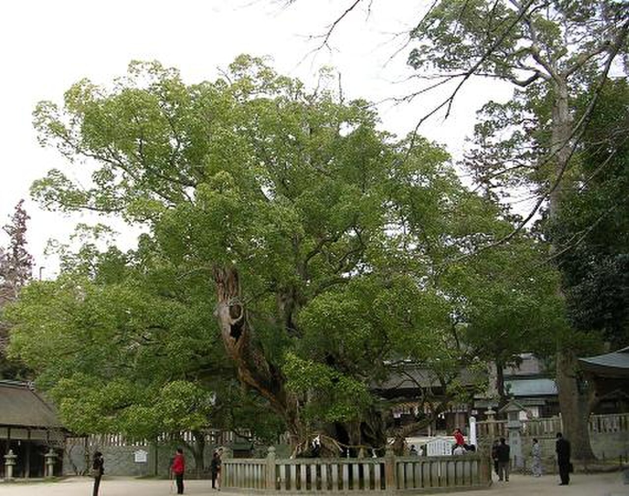 Cinnamomum camphora reference