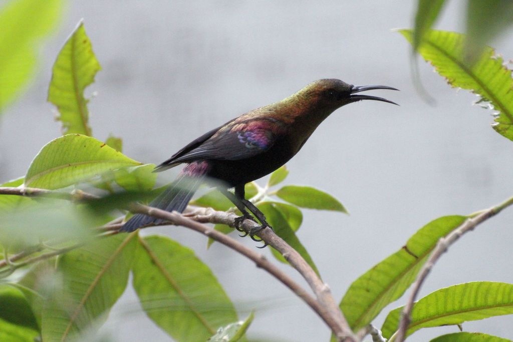Copper Sunbird reference