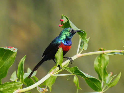 Red-chested Sunbird reference