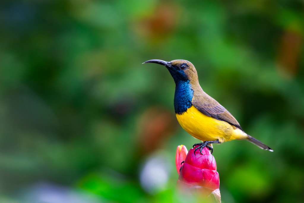 Garden Sunbird reference