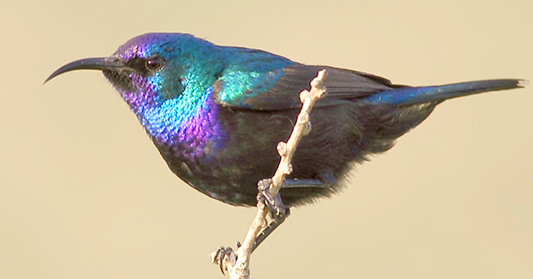 Palestine Sunbird reference