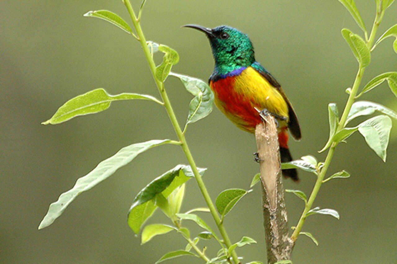 Regal Sunbird reference