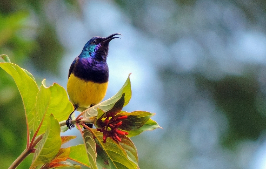Variable Sunbird reference