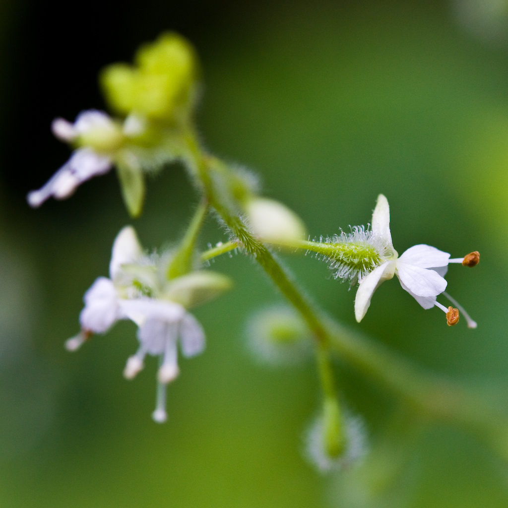 Broadleaf Enchanter's Nightshade reference