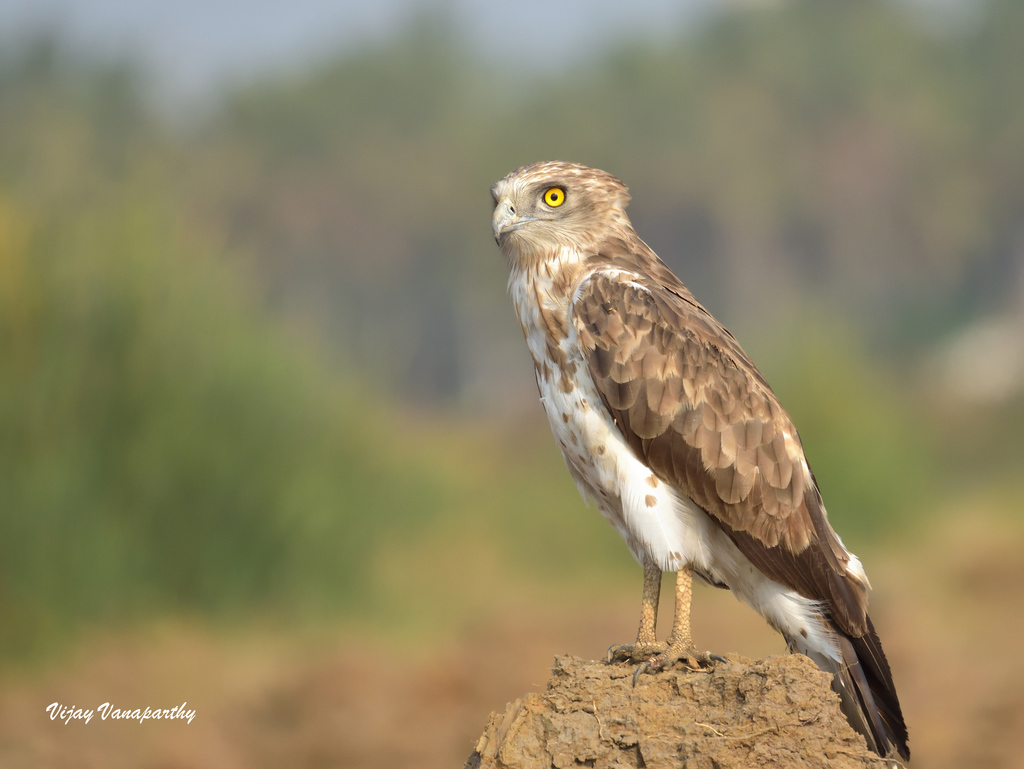 Short-toed Snake Eagle reference