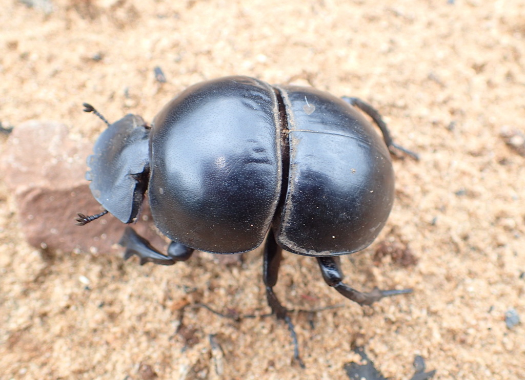 Cape Flightless Dung Beetle reference