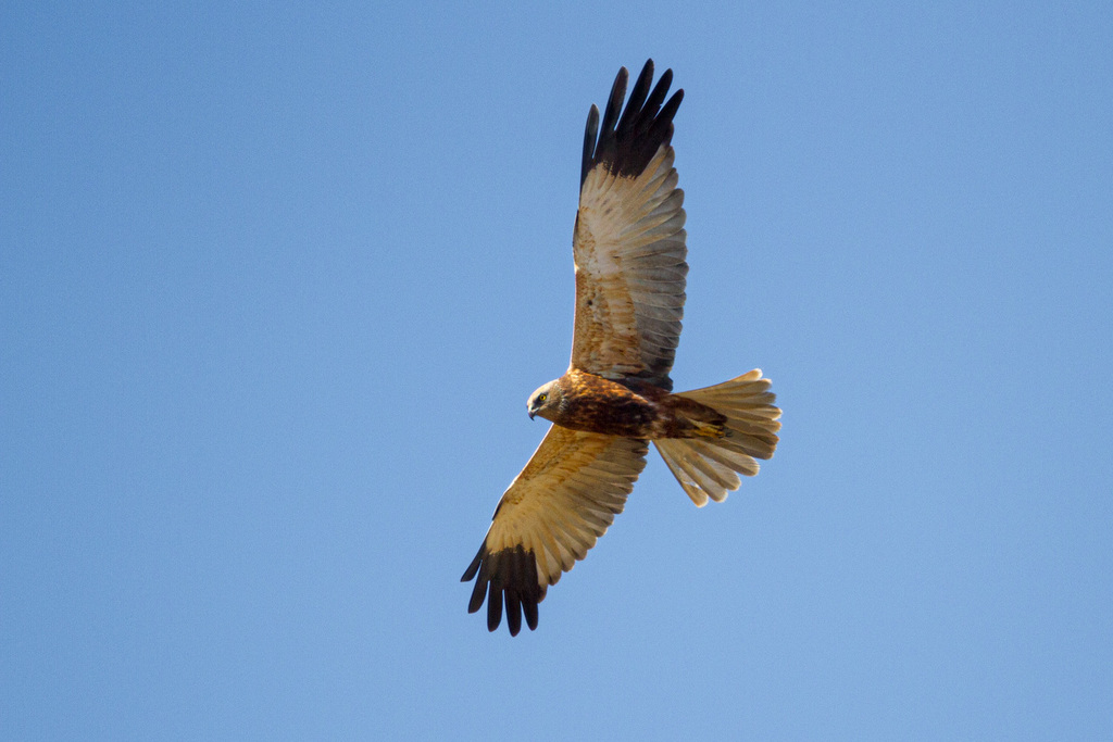 Western Marsh Harrier reference