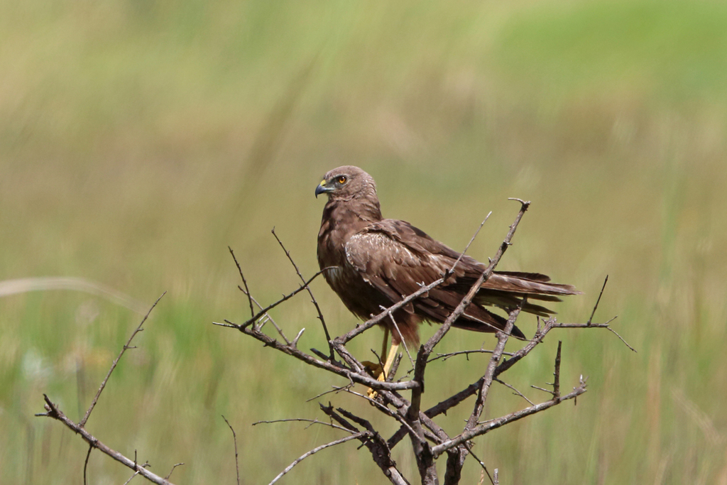 African Marsh Harrier reference