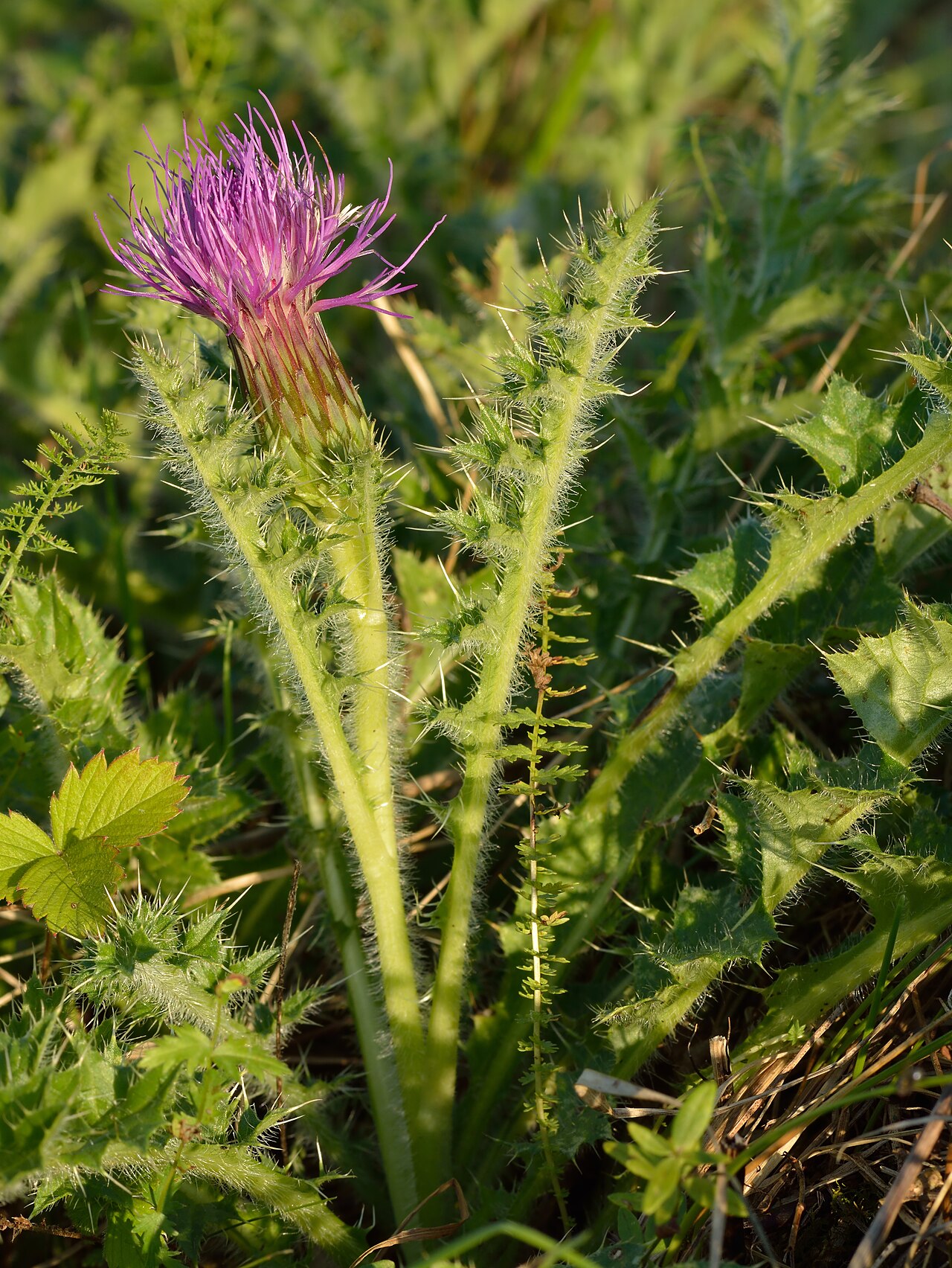 Cirsium acaule reference