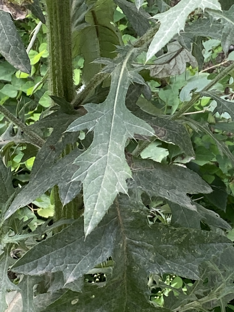 Tall Thistle reference