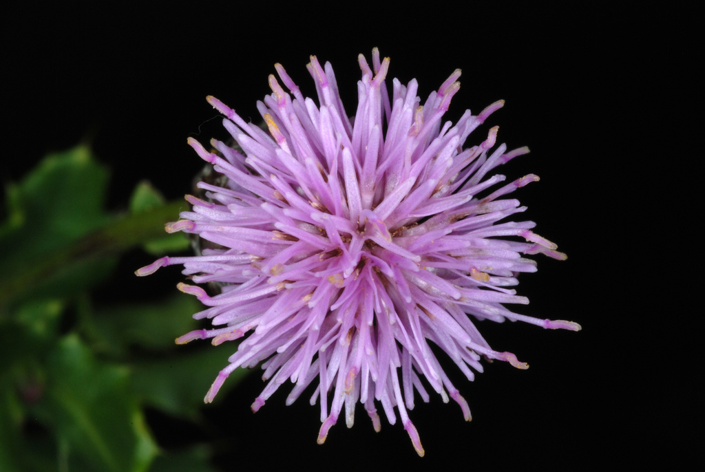 creeping thistle reference
